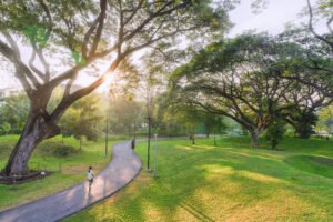A beautiful park with towering trees and well-maintained green spaces, featuring a peaceful walking path illuminated by soft sunlight. Ideal for wellness, leisure, and outdoor activities